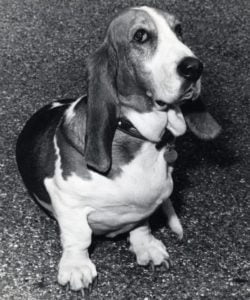 REX FOR RACHEL. Box 9. Fred the Bassett Hound, owned by Alex Gra