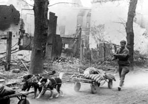 Советский санитар вывозит раненого бойца в тыл на тележке, запряженной собаками.