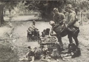 Советские санитары эвакуируют раненых бойцов на собачьей упряжке. Фото сделано в Германии в апреле 1945 года в полосе 13-й армии