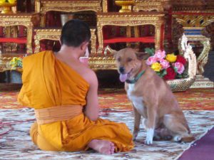 monk and dog Wat Dockram