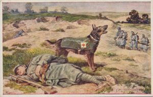 собаки в первой мировой войне 4
