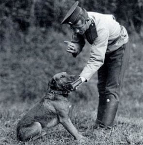 собаки в первой мировой войне 3
