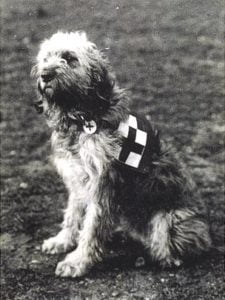 Собаки в первой мировой войне