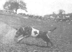 Собаки в Первой мировой войне