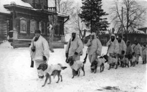 Советские солдаты-вожатые ведут собак-истребителей танков. Битва за Москву. 1941