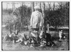 Майор Ричардсон и собаки Красного креста. Около 1915 года.