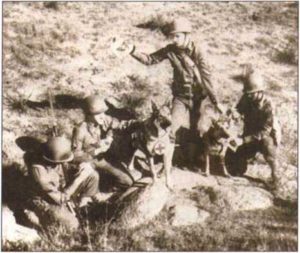 Вторая мировая война. Собаки армии США, используемые совместно с почтовыми голубями. Собаки переносят рюкзак с двумя голубями внутри для отправки ответных донесений