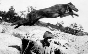 собаки-связисты первая мировая война