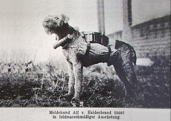 Посыльная собака. Первая мировая война