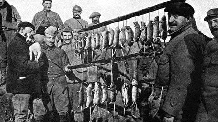 Результат охоты одного резвого терьера на кишащих во французских окопах крыс. Первая мировая война
