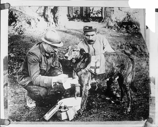 Собака-санитар Красного Креста на французских позициях, 1916 год.