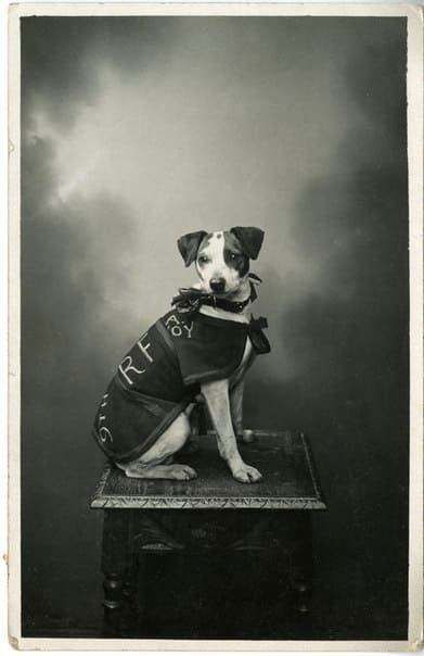 Собака-талисман 9-го батальона Королевского фузилерного полка, 25 апреля 1915